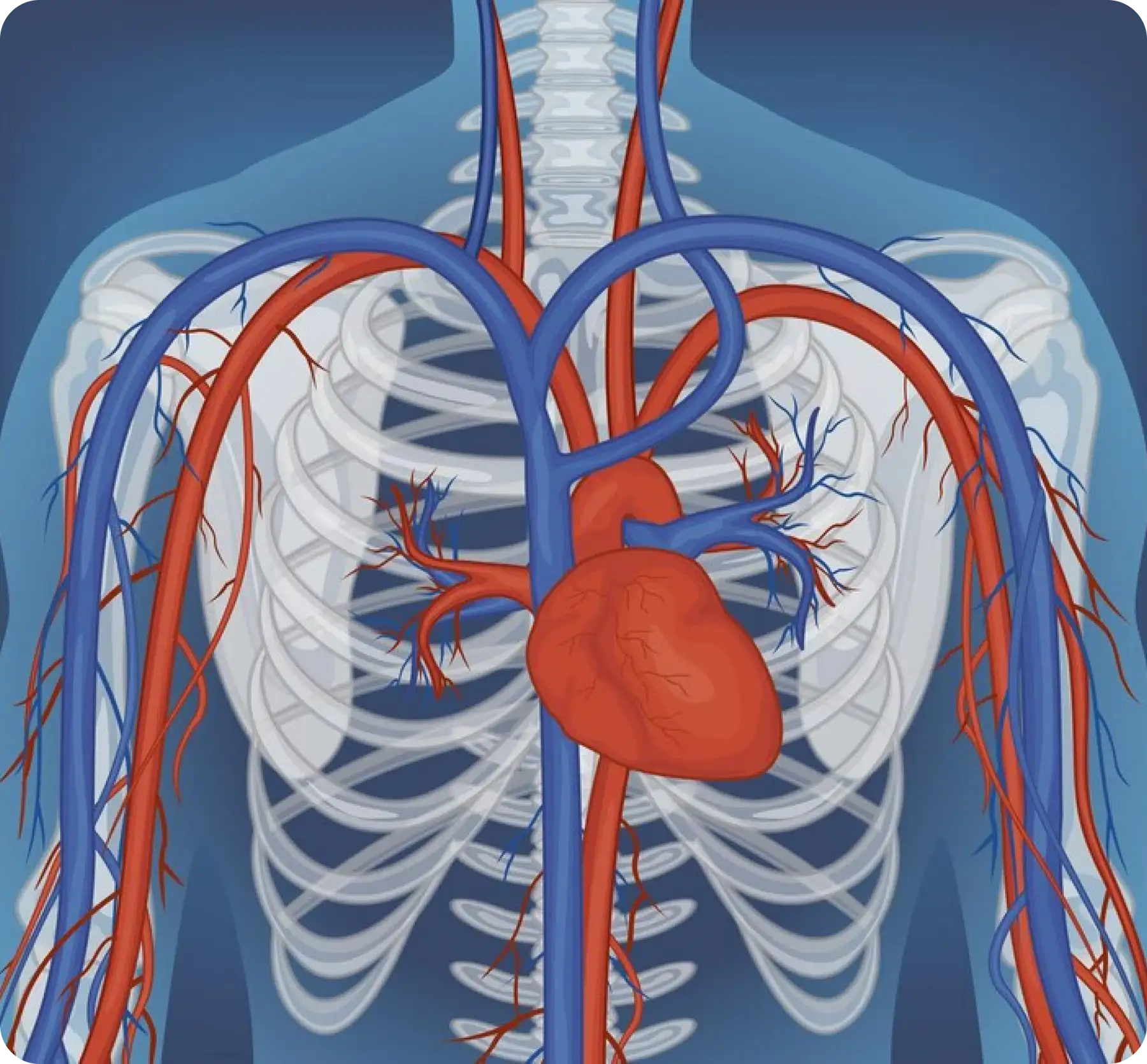 Illustration of the human cardiovascular system with heart and blood vessels.