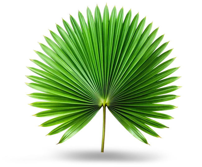 Serenoa repens